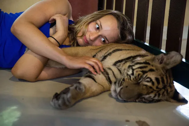 A tourist lays on a sleeping tiger's belly on July 29, 2015 in Mae Rim, Thailand. (Photo by Taylor Weidman/Getty Images)