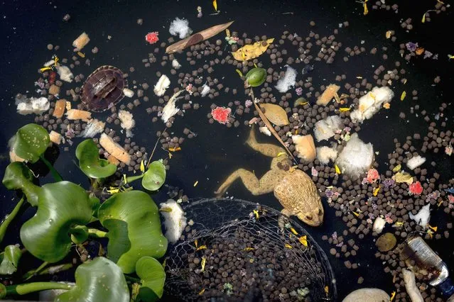 Newly released animals, animal feed and other assorted debris from people making merit during festivities related to the Thai New Year, locally known as Songkran, float on a river by Wat Mahabut Buddhist temple in Bangkok on April 13, 2022. (Photo by Jack Taylor/AFP Photo)