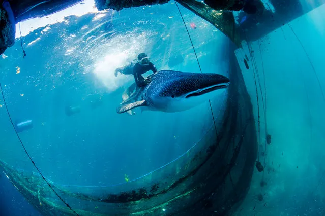 Whale sharks – illegally captured for sale to ocean theme parks in China – are released from sea pens, Ambon, Indonesia on May 29, 2016. Agents of the Ministry of Fisheries and Maritime Affairs found two whale sharks, each about 14 feet long, being held in submerged pens. Even fully grown, the sharks are harmless, slow-moving fish, typically swimming with mouths agape to filter-feed on plankton. Divers entered the pens and guided the sharks, which had been held for three months, back to freedom. (Photo by Paul Hilton for WCS)