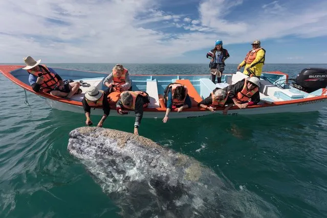 A grey whale breaches from the water to greet tourists in boat in, Baja California, Mexico, March 2017. (Photo by  Mark Carwardine/Barcroft Images)