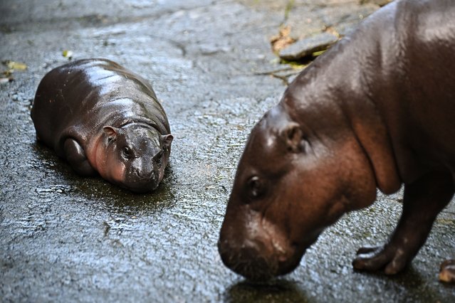 Moo Deng, a two-month-old female pygmy hippo who has recently become a viral internet sensation, rests at Khao Kheow Open Zoo in Chonburi province on September 15, 2024. (Photo by Lillian Suwanrumpha/AFP Photo)