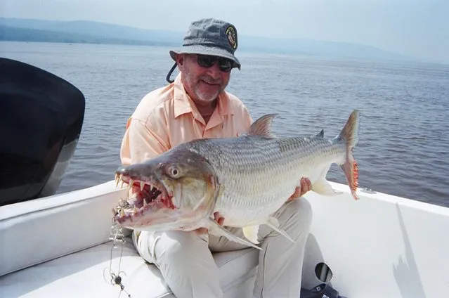 Hydrocynus goliath, also known as the goliath tigerfish, giant tigerfish or mbenga