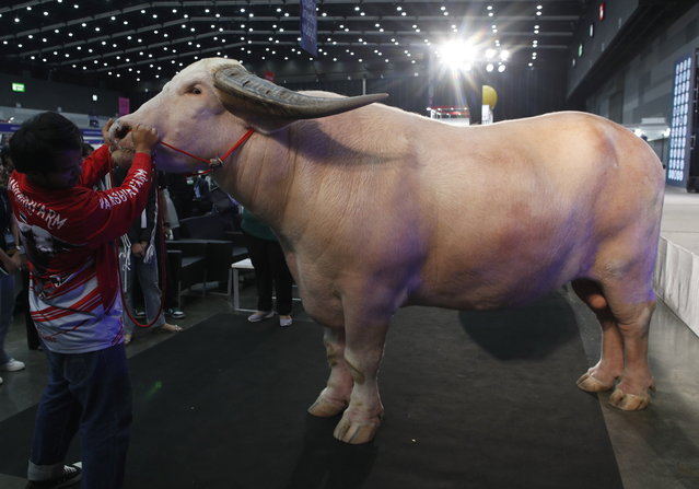 A herdsman with a 1.8-meter-tall worth 500,000 US dollars (450,000 euro) albino buffalo named 'Ko Muang Phet' translated as Buffalo from Phetchaburi at Farm Expo 2024 in Bangkok, Thailand, 03 October 2024. The Farm Expo 2024 held on 03 and 06 October, and its a major agricultural showcasing of farming technologies, innovative crops, tools, and livestock development aimed to ensure food security as well as promote smart resource management. *Photo by Rungroj Yongrit/EPA)