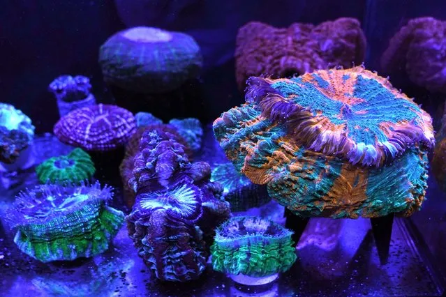 A variety of fluorescent and fleshy solitary stony corals are on display at the Coral Morphologic lab, Wednesday, March 2, 2022, in Miami. Coral Morphologic was founded by marine biologist Colin Foord and musician J.D. McKay to raise awareness about dying coral reefs, presenting the issue through science and art. (Photo by Lynne Sladky/AP Photo)