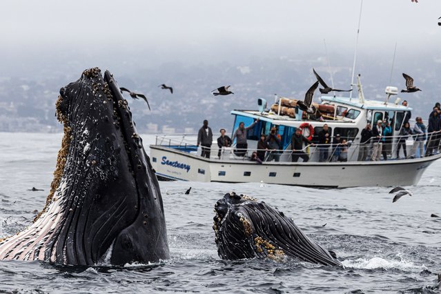 Two humpback whales make a splash in front of a crowd of onlookers in California in the first decade of October 2024. (Photo by JodiFrediani/Caters News Agency)