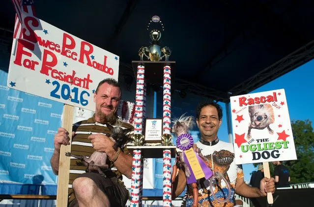 Sweepie Rambo, a Chinese Crested who went on to take first prize, is held up by owner Jason Wurtz (L) alongside Rascal Deux, held by owner Dane Andrew (R) during the World's Ugliest Dog Competition in Petaluma, California on June 24, 2016. (Photo by Josh Edelson/AFP Photo)
