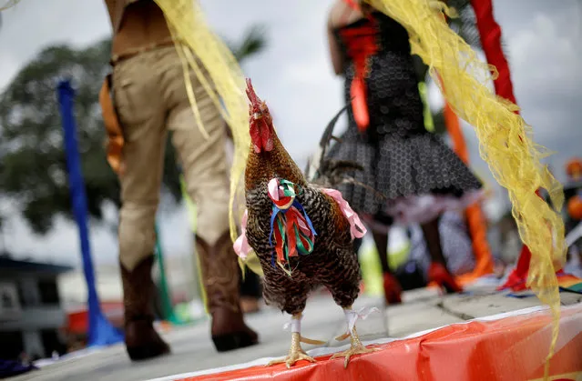 A rooster wears a rainbow tie during a Gay Pride parade in San Jose, Costa Rica, June 26, 2016. (Photo by Juan Carlos Ulate/Reuters)