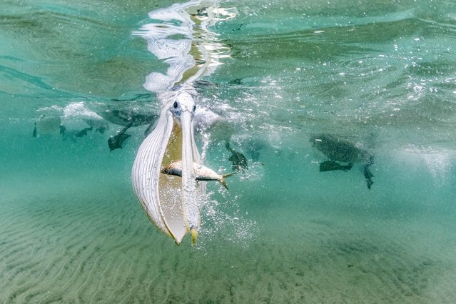 A hungry pelican scoops up an unlucky sardine in Baja Magdalena, off the coast of western Mexico on June 16, 2022. (Photo by Franco Banfi/Blue Planet Arc/Solent News)