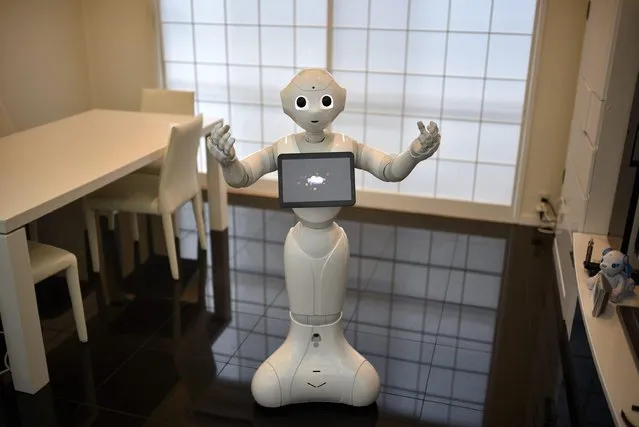Humanoid robot Pepper performs a song at Tomomi Ota's home in Tokyo, Japan, 26 June 2016. (Photo by Franck Robichon/EPA)