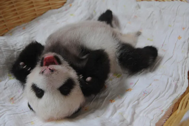 A giant panda cub is pictured in an incubator at the Ya'an Bifengxia Giant Panda Breeding and Research Center in Ya'an city, southwest China's Sichuan province, 21 August 2015. (Photo by Imaginechina/Splash News)