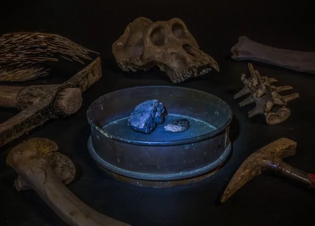 Wanted! by Britta Jaschinski, Germany/UK. Glowing blue, coltan is a component of phone and laptop batteries. Here Jaschinski surrounds it with mining tools and the remains of animals affected by the industry, all seized by customs authorities: a gorilla skull, vertebrae and leg bone, and porcupine quills. Coltan is extracted from the riverbeds of the Democratic Republic of the Congo by poorly paid miners who hunt wild animals for food. Hunting and trading wildlife threatens the future of the country’s gorillas and has led to an increased risk of viruses jumping to humans. (Photo by Britta Jaschinski/Wildlife Photographer of the Year 2022)
