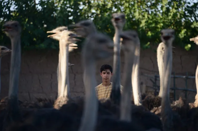 In this photograph taken on August 15, 2017, an ostrich farmer stands by his ostriches on a farm on the outskirts of Herat, Afghanistan. (Photo by Hoshang Hashimi/AFP Photo)