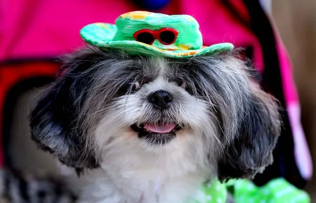 Maylee, a Shih Tzu owned by Marta Merzado of Stuart, watches the action during Fashion's Night Out on September 6, 2012. (Photo by Allen Eyestone/The Palm Beach Post)
