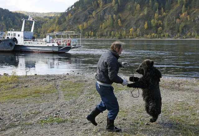 Alexander Kharatokin plays with a 9-month-old brown bear named Masha on the banks of the Yenisei River outside Krasnoyarsk, Siberia, September 19, 2014. Kharatokin, a homeless man and a watchman of a mooring, lives in a wooden hovel near the river. Under the permission of his employer, Kharatokin adopted the orphan bear that was found this spring. He plans to continue living with the bear, whom will be moved to a new larger enclosure after it is constructed. (Photo by Ilya Naymushin/Reuters)