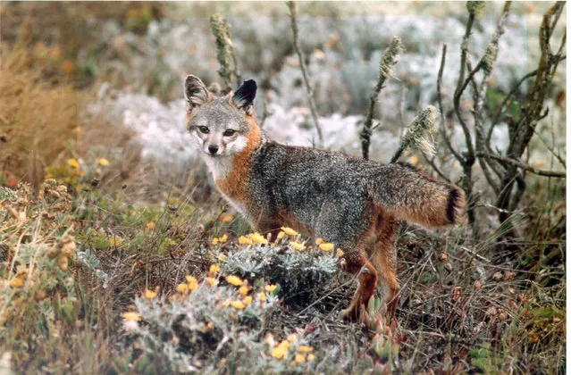 This undated photo provided by the U.S. Fish and Wildlife Service shows an island fox amid native shrubbery in Channel Islands National Park, Calif. (Photo by Chuck Graham/U.S. Fish and Wildlife Service via AP Photo)