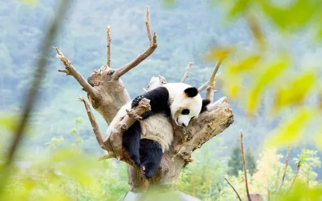 A giant panda rests on a branch of tree at Shenshuping protection base in Wolong National Nature Reserve, southwest China's Sichuan Province, October 20, 2017. The base was reconstructed after a quake in 2008 and over 50 giant pandas including 19 born in this year are now living here. (Photo by Zhang Fan/Xinhua/Barcroft Images)