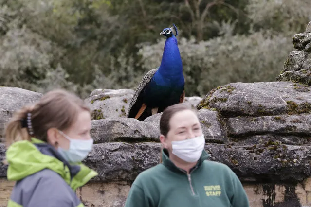 A free roaming peacock looks down at animal commissary workers Andrea Schneider, left, and Julie Rea at the Woodland Park Zoo, closed for nearly three months because of the coronavirus outbreak, Tuesday, May 26, 2020, in Seattle. King County remains in phase one of Washington Gov. Jay Inslee's four-phase plan to reopen Washington's economy. It's unlikely the Seattle zoo could open in the coming weeks based on criteria being studied by Washington state officials. (Photo by Elaine Thompson/AP Photo)