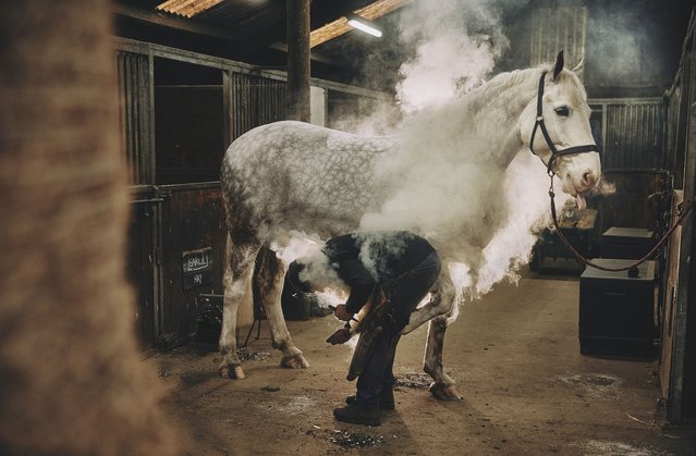 Farrier Garry Harland hot-shoes Albert, a pure-bred Irish draft horse at a livery in Galphay, near Ripon, North Yorkshire. UK on February 19, 2025. There are around 2,000 qualified farriers in the UK, and only a handful are able to make their own shoes from scratch in a forge like Garry does. The rest use factory-made shoes, whereas Garry's are bespoke for each horse. Hot shoe-ing is where the horseshoe is burned into the foot for longevity and stability instead of being pinned in with small nails. The horses don't feel it as there are no nerves in their feet. (Photo by James Glossop/The Times & Sunday Times)