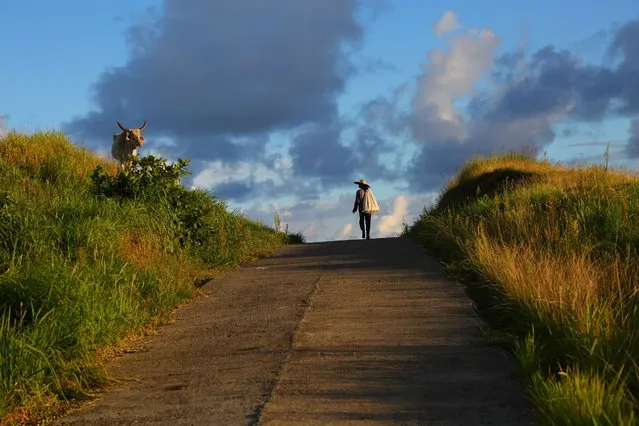 “Batanes Sunset”. A local villager walking pass a cow during sunset. Photo location: Batanes, Philippines. (Photo and caption by Emma Fumoto/National Geographic Photo Contest)