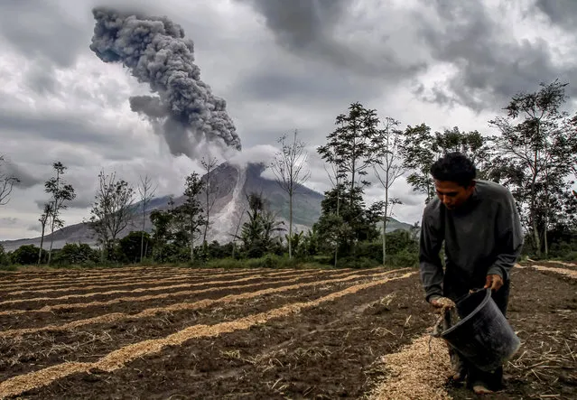 A farmer fertilizes his farm as Mount Sinabung volcano erupts, as seen from Karo in North Sumatra province, on November 14, 2017. Mount Sinabung roared back to life in 2010 for the first time in 400 years, after another period of inactivity it erupted once more in 2013, and has remained highly active since. (Photo by Ivan Damanik/AFP Photo)