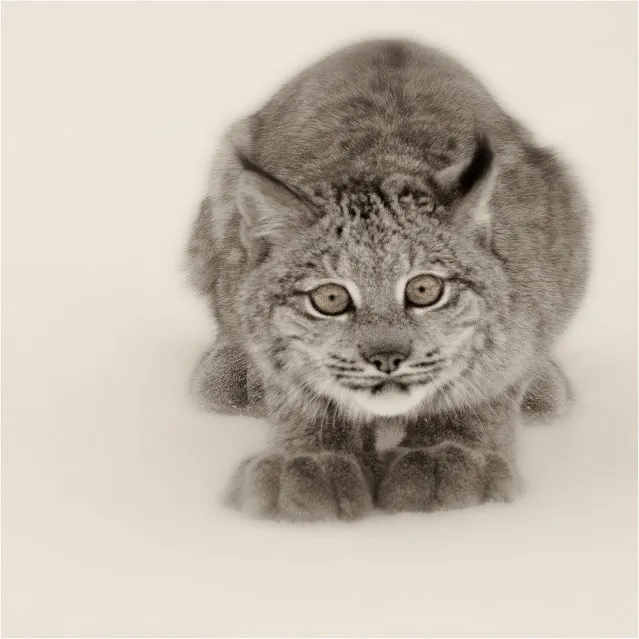 “To Pounce Or Not To Pounce”. Canadian Lynx Study.