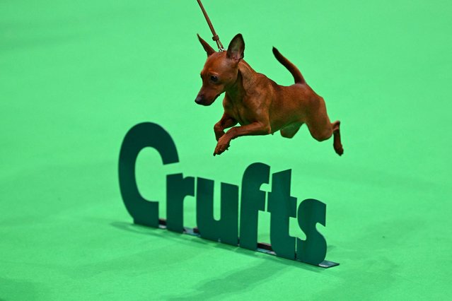 A miniature Pinscher from Finland jumps over a Crufts logo during the second day of the Crufts dog show at the National Exhibition Centre in Birmingham, central England, on March 7, 2025. (Photo by Oli Scarff/AFP Photo)