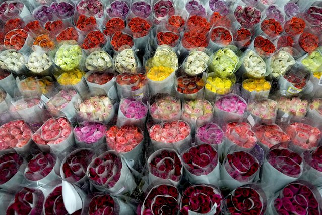 Roses are ready to be shipped to the U.S. ahead of Valentine's Day, the biggest holiday of the year for fresh-cut flower sales, at the Mongibello flower company in Chia, north of Bogota, Colombia, Wednesday, January 31, 2024. (Photo by Fernando Vergara/AP Photo)
