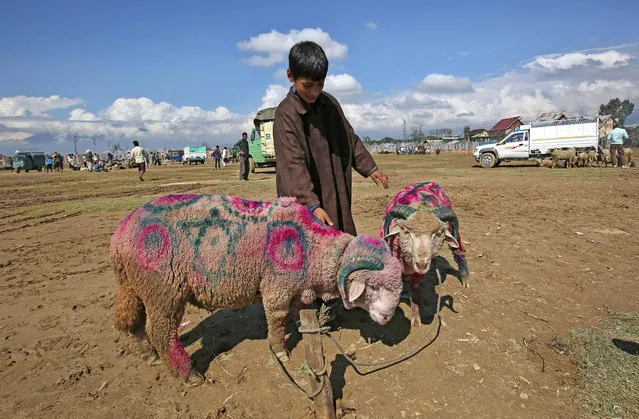 A young Kashmiri stands with sheep at a make-shift cattle market ahead of Eid al-Adha festival in Srinagar, the summer capital of Indian Kashmir, September 23, 2015. Millions of Muslims around the world are preparing to celebrate the Eid al-Adha feast, set for 24 September this year, when they will slaughter cattle, goats and sheep in commemoration of the Prophet Abraham's readiness to sacrifice his son to show obedience to God.  (Photo by Farooq Khan/EPA)