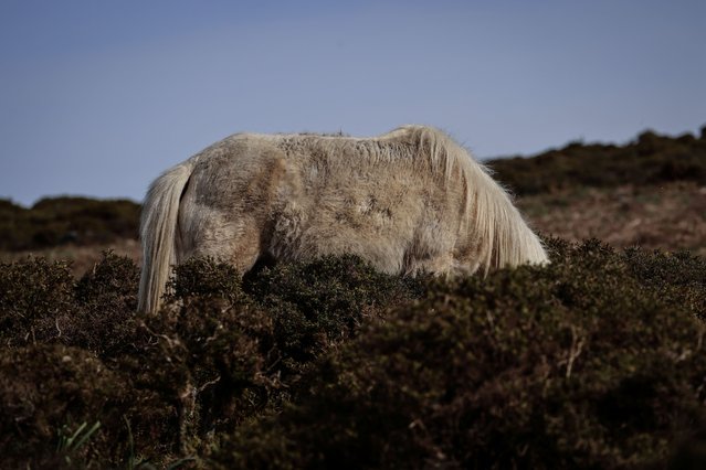 A Galician wild horse grazes on a spiny gorse in the Serra da Groba, near Baiona, Galicia, Spain, on March 19, 2024. Fire prevention is one of several roles wild horses play in preserving the northwestern region of Galicia's delicate ecosystems, but Europe's largest herd of wild horses has dwindled to less than half the 22,000 that roamed its mountains, forests and heathlands in the 1970s. “Studies show that where wild horses graze the heath's biodiversity increases”, Laura Lagos, a researcher at the University of A Coruna said. “They are a fundamental part of the ecosystem. They benefit both the flora and the fauna associated with these open spaces”. (Photo by Nacho Doce/Reuters)