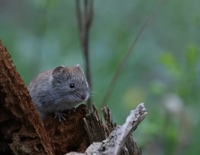 Photo by Vadim Trunov