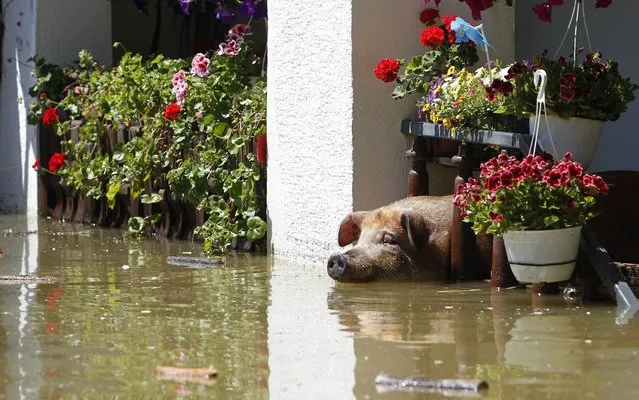 A pig waits to be rescued during heavy floods in Vojskova, May 19, 2014. More than a quarter of Bosnia's four million people have been affected by the worst floods to hit the Balkans in more than a century, the government said on Monday, warning of “terrifying” destruction comparable to the country's 1992-95 war. (Photo by Srdjan Zivulovic/Reuters)