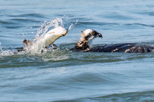 A fish leaps from the water after slipping free from an osprey’s talons at Sebastian Inlet State Park in Vero Beach, Florida on April 27, 2025. (Photo by Ronen Tivony/ZUMA Press Wire/Alamy Live News)
