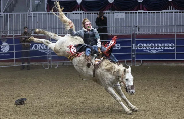 Cowboy Chase Park competes during the Bareback Broncos competition of the Rodeo section at the 2022 Royal Horse Show in Toronto, Canada, November 13, 2022. More than twenty cowboys from across Canada took part in this annual traditional competition on Sunday. (Photo by Xinhua News Agency/Rex Features/Shutterstock)