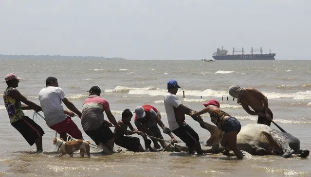 People carry a cow from the livestock carrier Haidar, loaded with some 5,000 cattle, after it capsized at the Vila do Conde port in Bacarena, Para state, Brazil, October 6, 2015. (Photo by Ney Marcondes/Reuters)