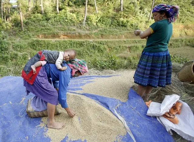 A Vietnamese woman of Hmong ethnic tribe carries her daughter while drying rice during the harvest season in Mu Cang Chai, northwest of Hanoi October 3, 2015. (Photo by Reuters/Kham)