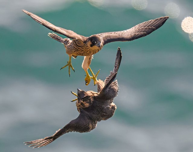A pair of young peregrine falcons duel over the Cornish cliffs, UK on June 19, 2025. (Photo by Neil Henderson/Story Picture Agency)