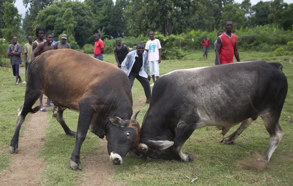 Bulls Fight for Bets in Rural Haiti