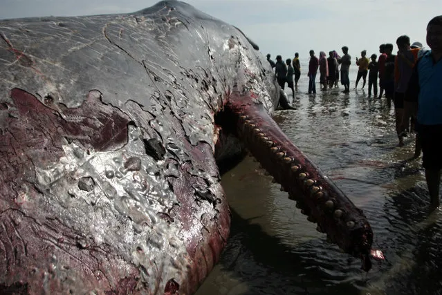 People crowd around the carcass of a 17 meter long sperm whale washed ashore in Bombana Regency, Southeast Sulawesi Province, Indonesia February 2, 2018 in this photo taken by Antara Foto. (Photo by Jojon/Reuters/Antara Foto)