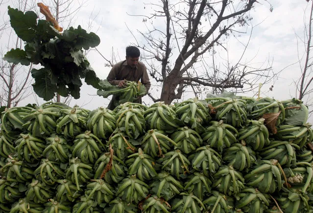 A farm worker stacks cauliflower harvested on a farm on a truck outside Peshawar, Pakistan January 29, 2018. (Photo by Fayaz  Aziz/Reuters)
