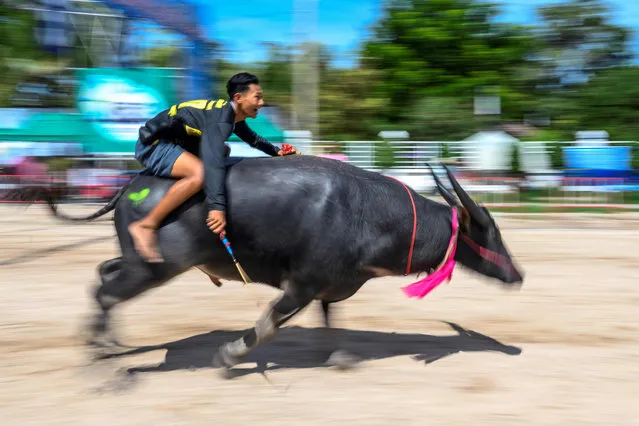 A jockey rides a buffalo during the annual Chonburi Buffalo Race in Chonburi on October 1, 2020. (Photo by Mladen Antonov/AFP Photo)