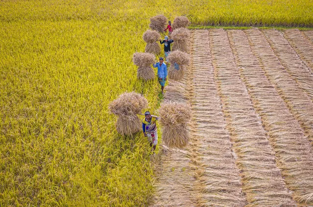 Farmers shoulder heavy loads of freshly cut rice plants in Kalai, Joypurhat, Bangladesh on November 14, 2022. (Photo by Rafid Yasar/Solent News)