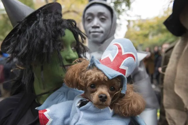 A woman dressed as the wicked witch from 'The Wizard of Oz' holds her dog dressed as a flying monkey during the annual Tompkins Square Halloween Dog Parade in the Manhattan borough of New York City, October 24, 2015. (Photo by Stephanie Keith/Reuters)