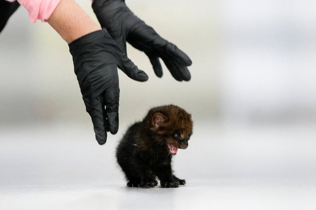 A two-week-old orphaned jaguarundi squeals as a biologist cares for it at a wildlife veterinary hospital, in Panama City, Panama, on August 13, 2025. (Photo by Enea Lebrun/Reuters)