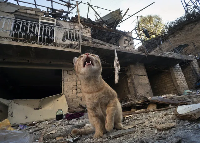A cat sits in the yard of a house destroyed by shelling by Azerbaijan's artillery during a military conflict in Stepanakert, the separatist region of Nagorno-Karabakh, Tuesday, October 13, 2020. The latest outburst of fighting between Azerbaijani and Armenian forces began Sept. 27 and marked the biggest escalation of the decades-old conflict over Nagorno-Karabakh. The region lies in Azerbaijan but has been under control of ethnic Armenian forces backed by Armenia since the end of a separatist war in 1994. (Photo by AP Photo/Stringer)