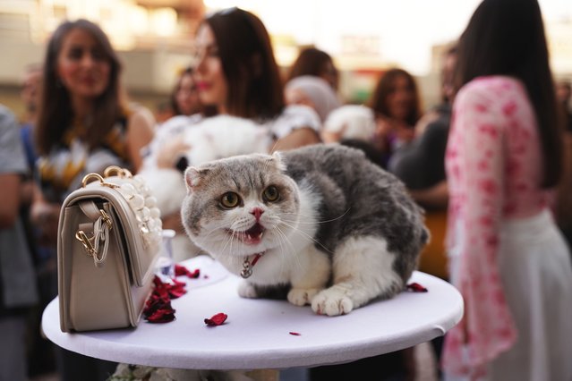 People gather for the second annual “Cat Beauty Festival” organized by Royal Veterinary Hospital in Sulaymaniyah, Iraq on July 2, 2025. Around 200 cats participated in the event, where the first round was determined by social media votes. The winner, a cat named “Gule Rana”, was selected by a jury. The festival aims to promote animal love and raise awareness about feline care. (Photo by Fariq Faraj Mahmood/Anadolu via Getty Images)