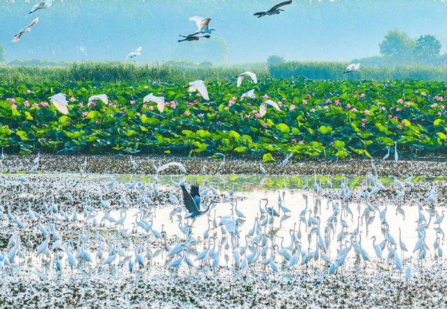Egrets fly among the blooming lotus flowers in the Linhuai section of Hongze Lake Wetland in Sihong County, Suqian City, Jiangsu Province, China, on August 8, 2025. (Photo by Costfoto/NurPhoto/Rex Features/Shutterstock)