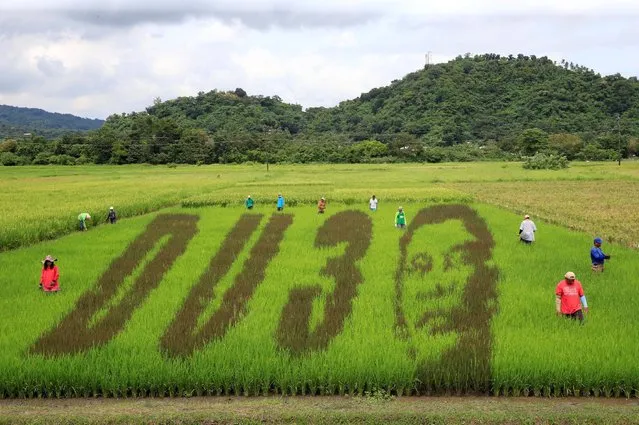 An artwork featuring the image of Philippine President Rodrigo Duterte with the letters D U and the number 3, a word play on the President's surname “DU30”, is seen on a rice paddy in Los Banos city, Laguna province, south of Manila October 6, 2016. (Photo by Romeo Ranoco/Reuters)