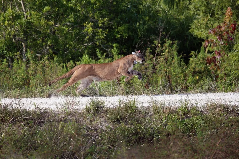 Florida Wildfire Biologists Release Panther into the Wild