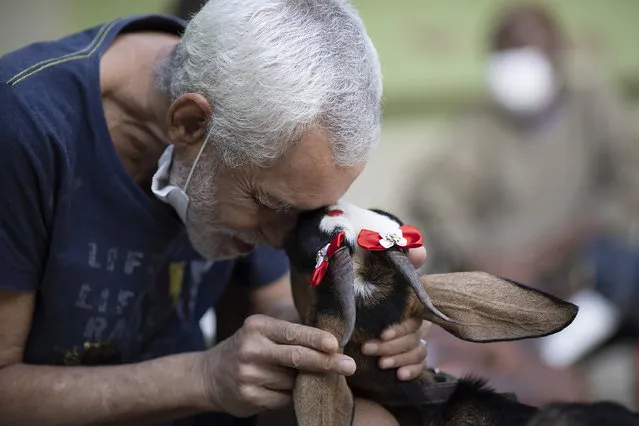 An elderly man caresses a goat named Jurema, wearing ribbons on her ears, at the Maria Vieira Bazani nursing home in Rio de Janeiro, Brazil, Thursday, October 22, 2020. The NGO Golias brought several animals, who they rescued from abandonment, to provide relief from the isolation many elderly people feel, cut off from friends and family due to fear of contagion from the new coronavirus. (Photo by Silvia Izquierdo/AP Photo)