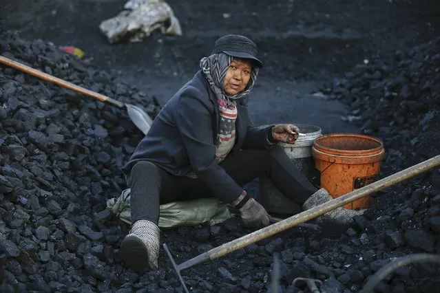 A villager is pictured as she selects coal at local businessman Sun Meng's small coal depot near a coal mine of the state-owned Longmay Group on the outskirts of Jixi, in Heilongjiang province, China, October 23, 2015. (Photo by Jason Lee/Reuters)